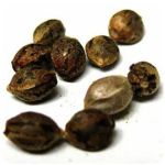 Семена марихуаны АК-47  (Seeds AK-47) в Рославле
